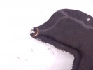 Защита КПП BMW 5-series (E60/61) 51 75 7 162 580