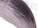 Патрубок интеркулера BMW 5-series (E39) 11 61 7 785 248